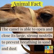 Pet sympathy cards, created and designed by stevie gorchoff with instrumental music used by permission: Camels The Pet Wiki
