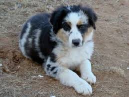 Miniature australian shepherd puppies nc. Miniature Australian Shepherd Puppies In Arizona