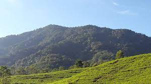 Alasana rasional dan esensial yang membuat peneliti tertarik masyarakat indonesia akan kehilangan aset terbesar warisan alam dan nenek moyang yang dimilikinya. File Kebun Teh Dengan Latar Belakang Gunung Gede Puncak Bogor Jpg Wikimedia Commons