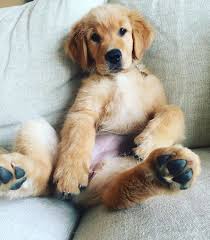 But, chocolate labradors have been found to have around a 10% shorter lifespan than other labs and also a higher rate of ear and skin infections. Lazy Sunday Mornings Are My Fav Funny Dog Pictures Retriever Puppy Golden Retriever