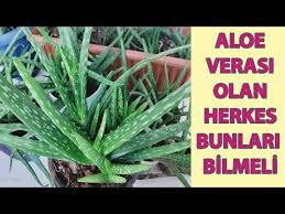 Yetiştirme için iyi güneş alan ve akşamları esinti alan bir yerde çok kolay yetişir. Aloe Veranin Bol Yavru Vermesi Icin Yapilmasi Gerekenler Aloe Vera Bakimi Aloe Vera Cogaltma Aloe Youtube Aloe Bitki Cicek Bahcesi