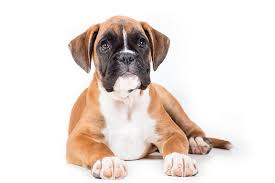The boxer is a muscular dog that is happy, intelligent, and friendly. Boxer Dog Breed Information