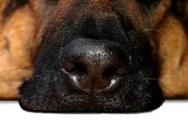 They like to tunnel under the skin to lay their eggs, which causes the skin to become inflamed, reddened, and itchy. Canine Nasal Mites In Dogs Symptoms Causes Diagnosis Treatment Recovery Management Cost