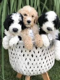 How much does a sheepadoodle cost? Sheepadoodle Puppy Price Reduced Sheepadoodle Puppy Sheepadoodle Puppies