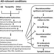 Pdf Mitochondrial Dysfunction And Synaptic Transmission Failure In Alzheimer S Disease