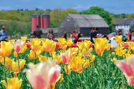 Have a great time picking! 5 Places To Pick Your Own Flowers In Rhode Island Rhode Island Monthly