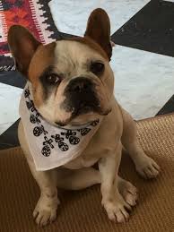 paco frenchbulldog bestfriend trouble french bulldog bulldog animals
