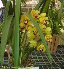 Yellow Cymbidium Orchid Flower Picture Cymbidium Orchids Trees To Plant Orchids