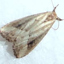 Image result for Disperis sp. nov. aff. macowanii