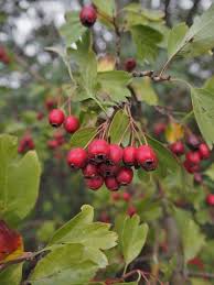 Herbstliche Wildfruchte Hagebutten Weissdorn Co Krauterpflanzen Essbare Pflanzen Hagebutte