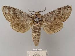 Image result for Cossus cossus