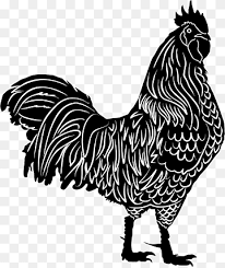 See black and white rooster stock video clips. Cockfight Png Images Pngwing