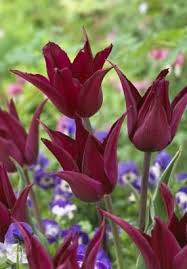 Purple Heart Bulbs Tulips Bulbs Purple Heart Buy Tulips Flower Bulbs Online Bloms Bulbs Uk An Award Winning Suppl Bulb Flowers Tulip Bulbs Tulips Flowers