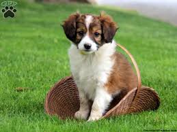 Some prominent physical features of this breed are. Miniature Collie Mix Puppies For Sale Greenfield Puppies