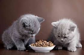 May 23, 2021 · this brand is one of the top for our best kitten food for the wet category. Best Kitten Food Brands Formulas 2019 S Top 6 Ultimate Home Life