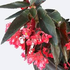Image result for Begonia pulcherrima