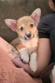 Hello everyone I'm Brodie.🐾🐶💕