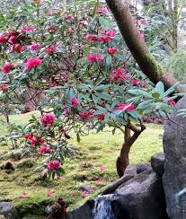 Image result for Rhododendron
