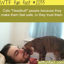 Why Cats Headbutt People Wtf Fun Facts Wtf Fun Facts Fun Facts Cat Facts