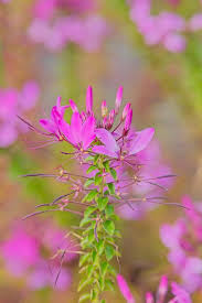 Image result for Cleome houtteana