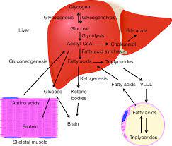 Carbohydrates are stored in fhe kiver and musc in the form of / biochemistry / these are the simplest form of carbohydrate that cannot be hydrolyzed any further. Major Metabolic Functions Of The Liver During The Fed State Glucose Download Scientific Diagram