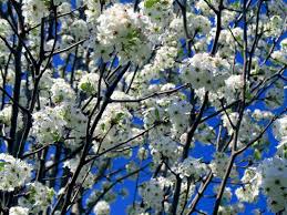 Video of the blooming flowers on a cleveland pear tree. Cleveland Flowering Pear Tree For Sale Online The Tree Center