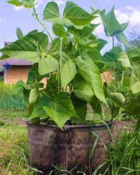 (see below.) plant outside, once the soil has reached 60°f (16ºc). The Urban Gardener S Guide To Growing Green Beans In Containers Gardening Channel