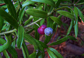 Image result for Podocarpus milanjianus