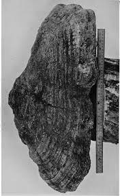 Image result for Ptaeroxylon