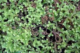 Image result for Selaginella congoensis