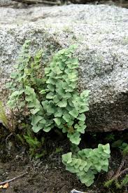Image result for Pellaea calomelanos