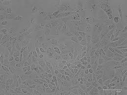 This animation demonstrates the stages of mitosis in an animal cell. 331 Questions With Answers In Mammalian Cell Culture Scientific Method