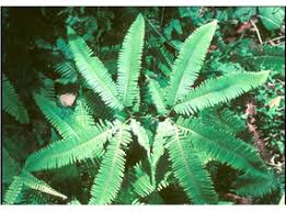 Image result for Gleicheniaceae