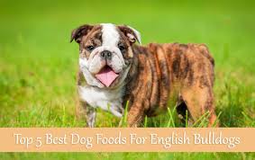 Top 5 Best Dog Foods For English Bulldogs Buyers Guide 2017