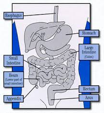 Crohn S Disease Physiopedia
