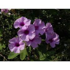 Image result for Ipomoea richardsiae