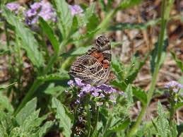 Image result for Buchnera crassifolia