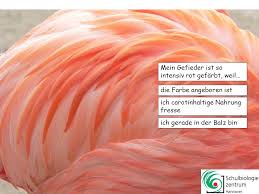 We did not find results for: Kennst Du Die Vogel Im Zoo Hannover Ppt Video Online Herunterladen