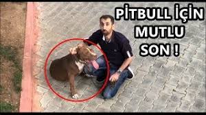 Barinakta Ki Pitbull Icin Mutlu Son Beklenen Video Youtube