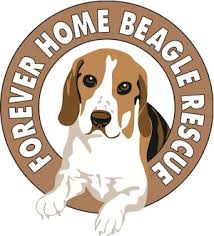I'm good with other dogs & cats. Pets For Adoption At Forever Home Beagle Rescue In Pittsburgh Pa Petfinder