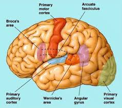 Broca S And Wernicke S Areas Broca S Area Neurology Wernicke S Area