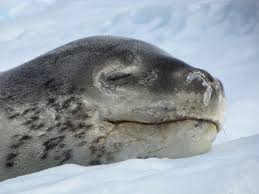 How Cute Is This Sleeping Leopard Seal Side Note They Re Quite Agressive Animals Leopard Seal Animals Pinnipedia