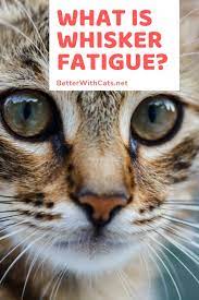 What Is Whisker Fatigue Beauty Animals Cat Health Sick Kitten