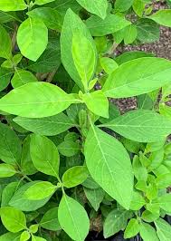 Image result for Rhinacanthus zambesiacus
