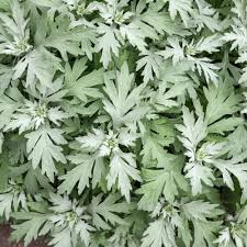 Image result for Schlechterina