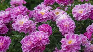 Coral bells make a fantastic addition to any landscape bed. 10 Foolproof Perennial Plants For The Northeast U S