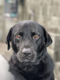 They can follow a cold trail and have a sweet voice. Dog For Adoption Beau A Flat Coated Retriever Labrador Retriever Mix In Sheridan Tx Petfinder