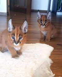 Buy Caracal For Sale - Global Poultry Co. Ltd