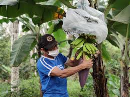 Peruvian farmers do not stop