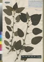 Image result for Acalypha welwitschiana